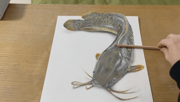 Realistic Catfish Drawing by Aria