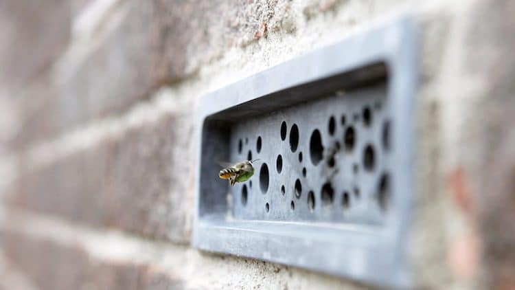 Bee Going Into a Bee Brick