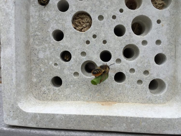 Bee Going Into a Bee Brick