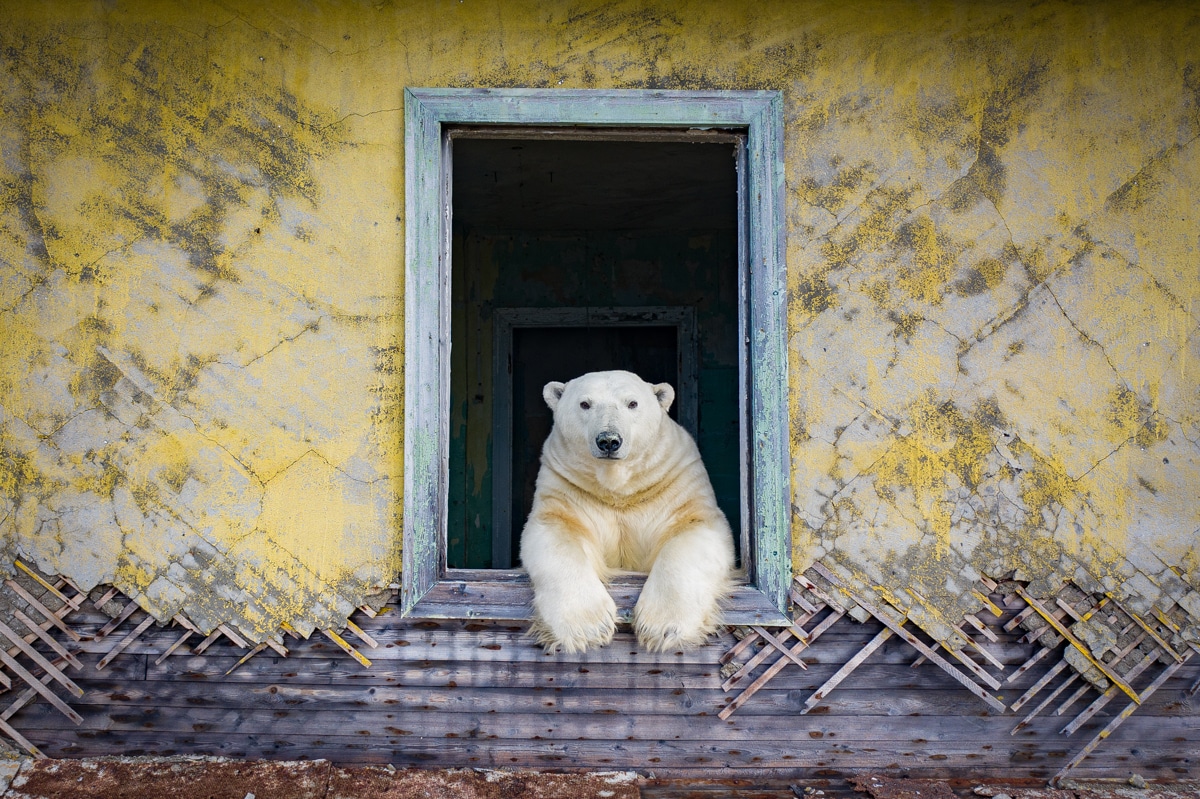 Polar Bears on Kolyuchin Island by Dmitry Kokh