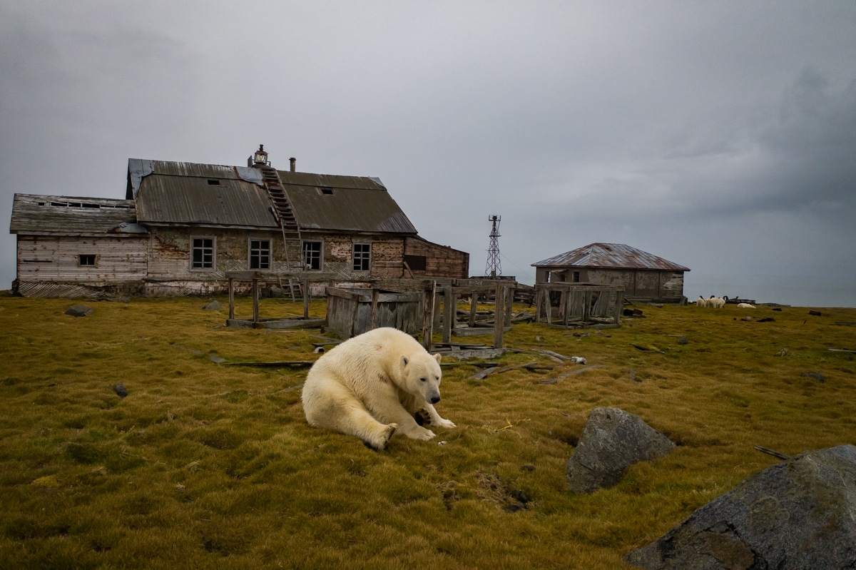 Polar Bears on Abandoned Island in Russia