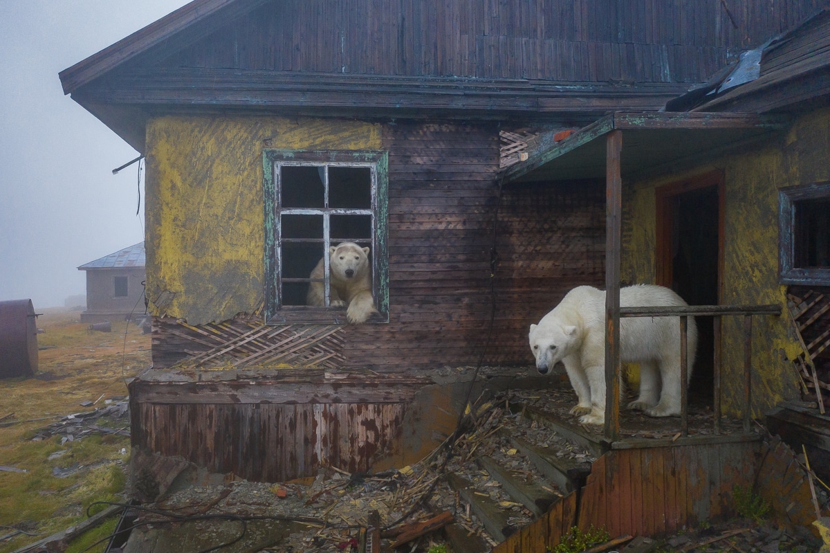 Polar Bears on Kolyuchin Island by Dmitry Kokh