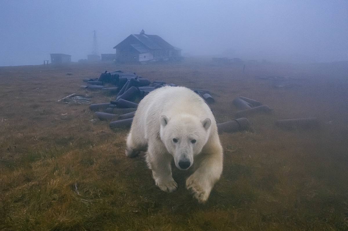 Polar Bear in Russia