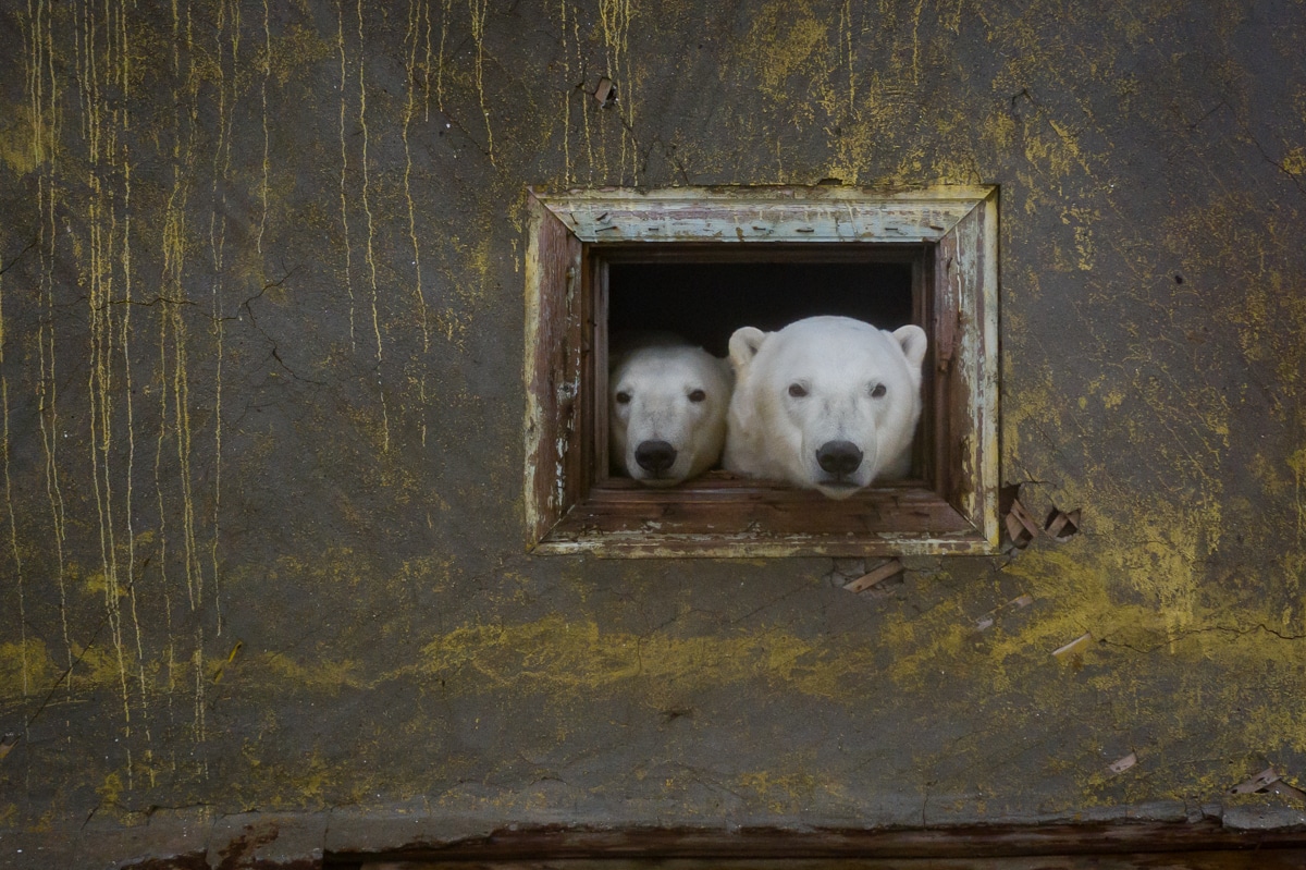Cute Polar Bears Peeking Through a Window