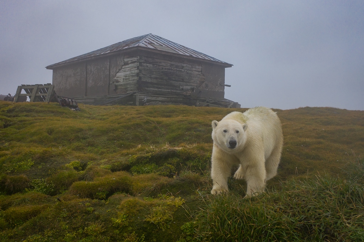 Poalr Bear in Front of an Abandoned House