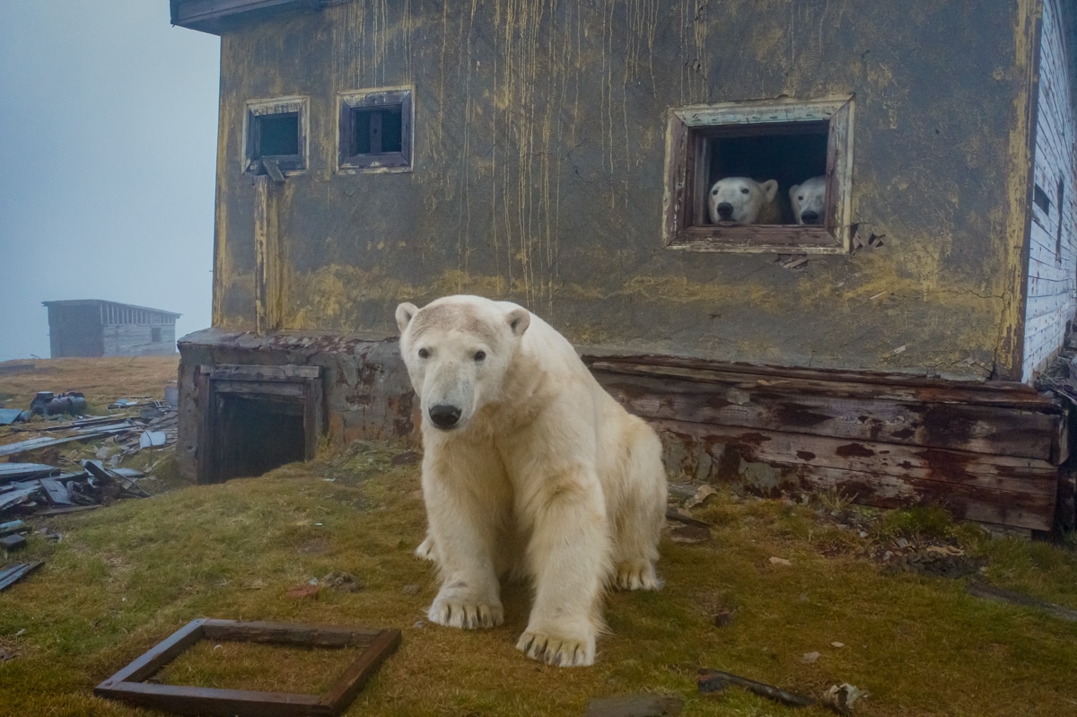 Polar Bears on Abandoned Island in Russia