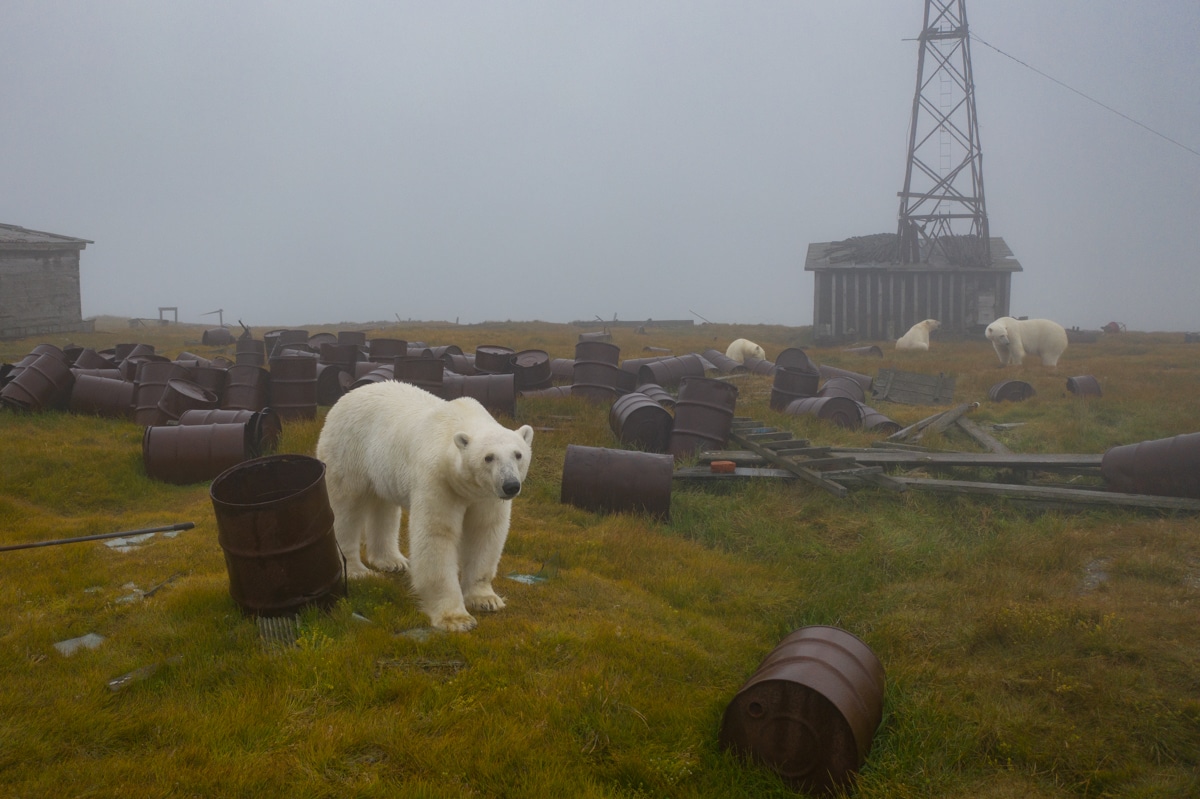 Polar Bears on Abandoned Island in Russia