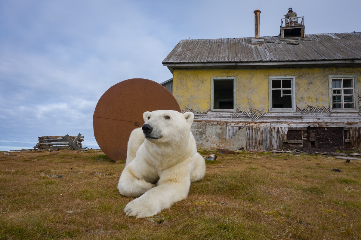 Polar Bears on Abandoned Island in Russia