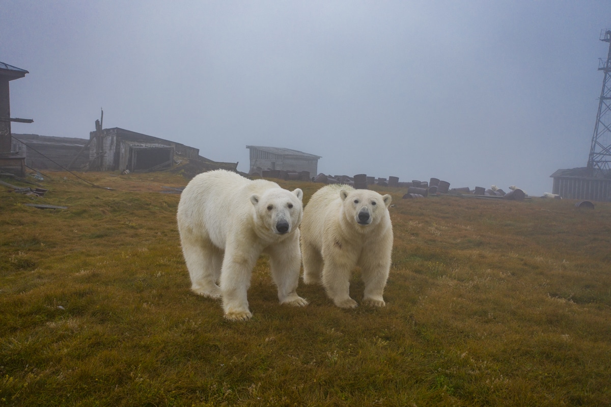 Polar Bears on Abandoned Island in Russia