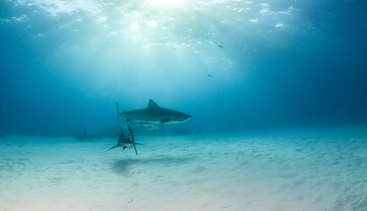 Tiger sharks Will NOt be HUnted Under the Shark Fishing Ban