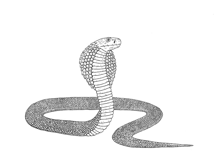 Haz un dibujo de una serpiente cobra con este tutorial paso a paso
