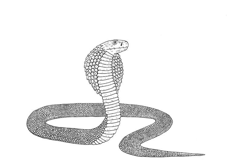 HOW TO DRAW A COBRA (beginner-intermediate) - YouTube