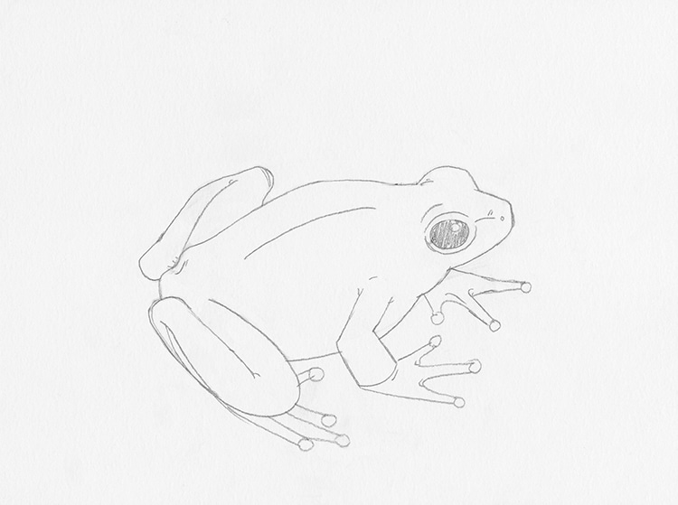 How to Draw a Frog Easy Step By Step - Made with HAPPY-saigonsouth.com.vn