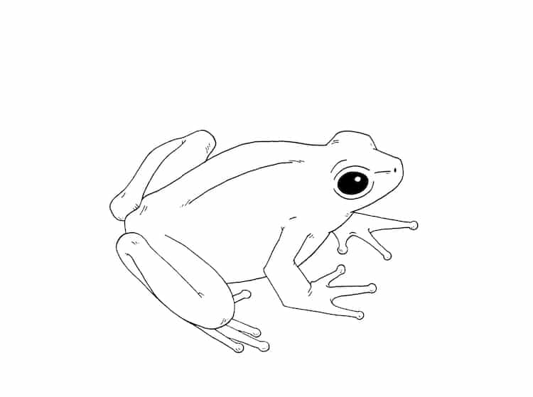 how to draw a simple frog