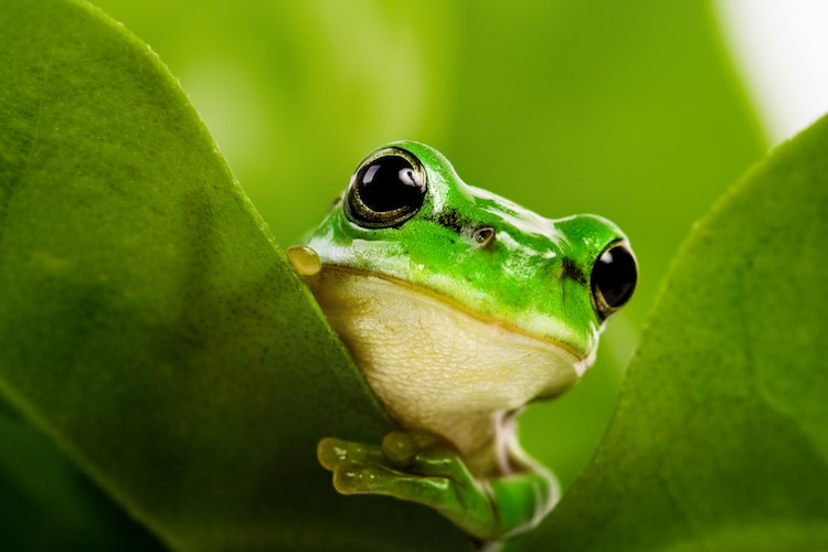 how to draw a realistic tree frog