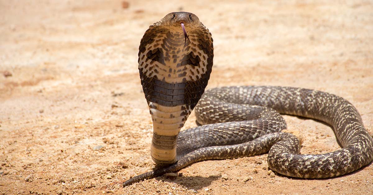 King Cobra Snake and Mongoose Fighting Biting and Attacking - UpLabs