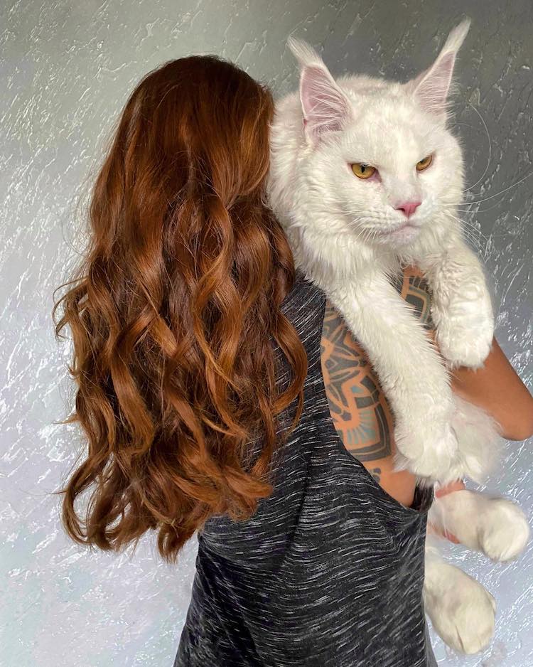 Giant Maine Coon Cat Is So Big He’s Mistaken for a Dog