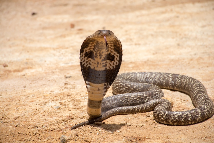 Foto de una cobra alzada