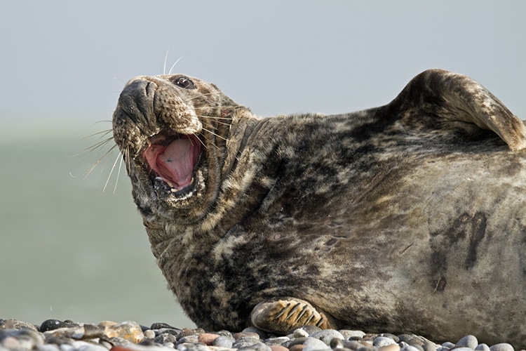 Study Finds 65 Species of Animal Laugh Including Rats and Seals