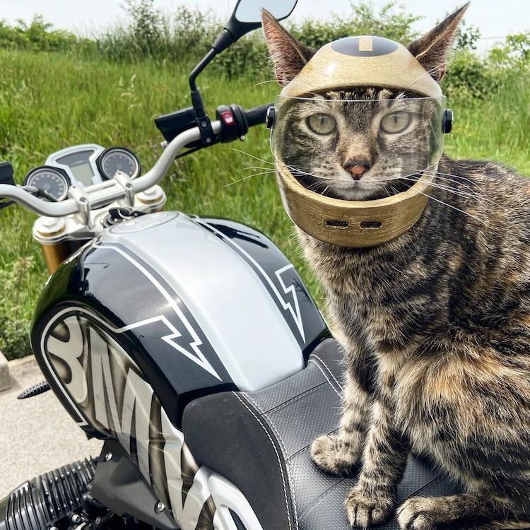 This Man Makes 3D-Printed Cat Helmets