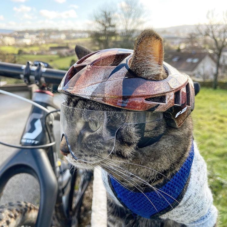 Guy Makes 3D-Printed Helmets for His Cat