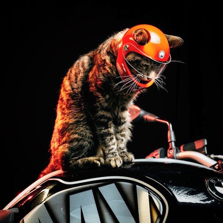 This Man Makes 3D-Printed Cat Helmets