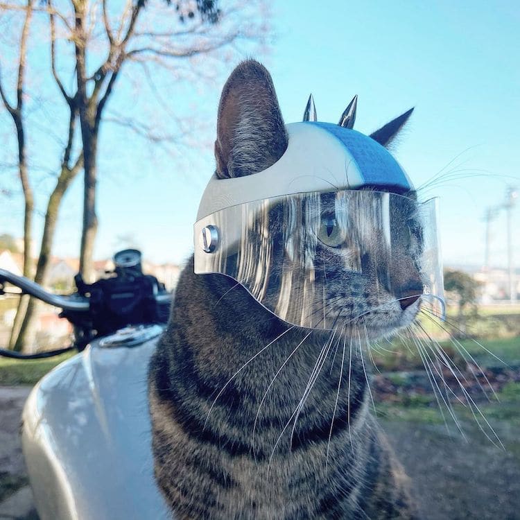 Guy Makes 3D-Printed Helmets for His Cat