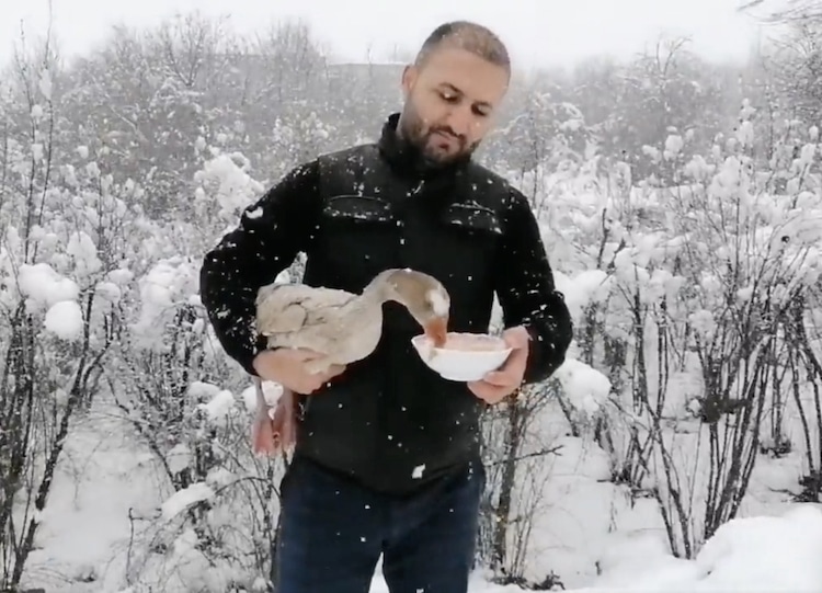 Man Rescues Wild Goose From Freezing Snow