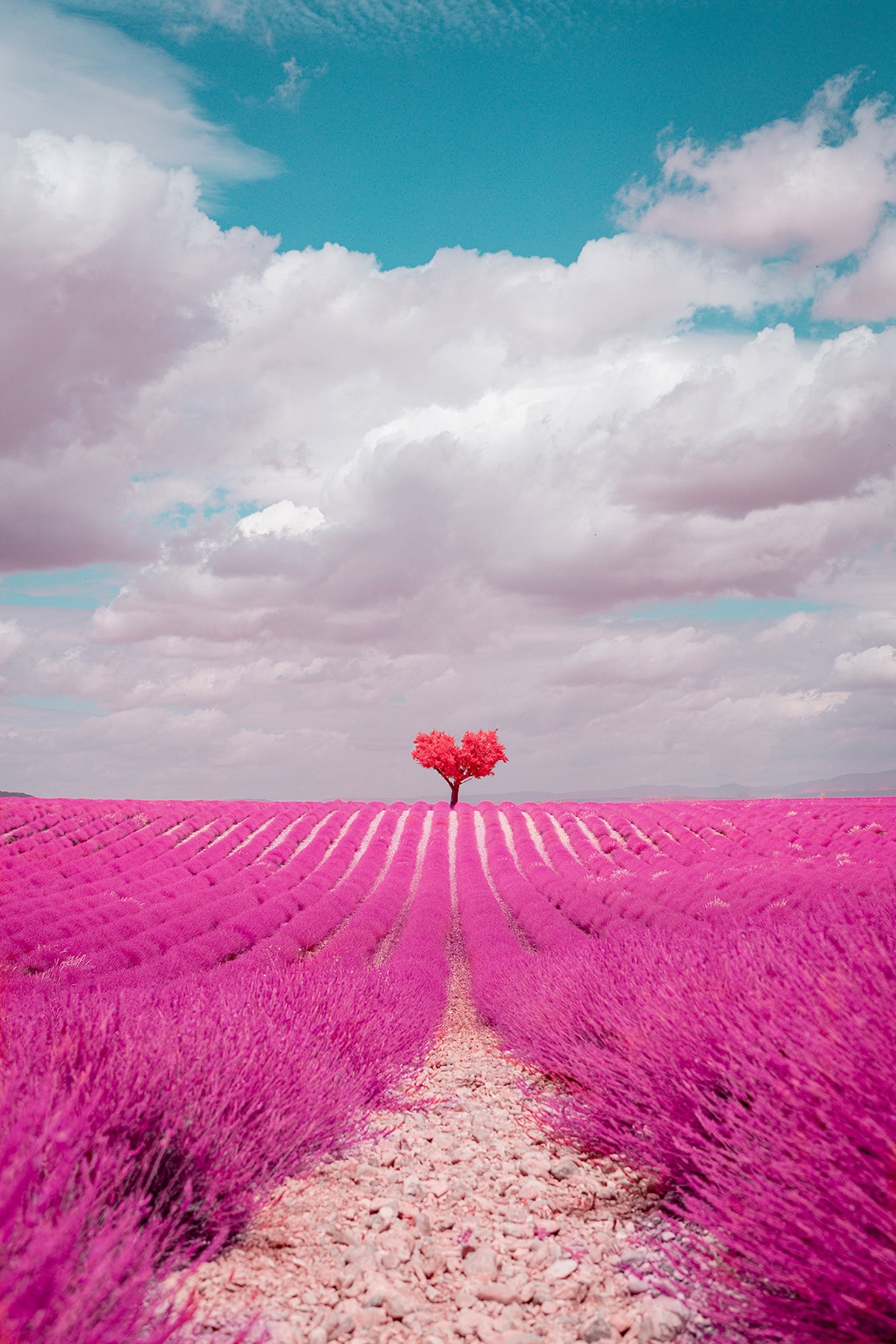 Infrared Photo of Heart Shaped Tree in Provence
