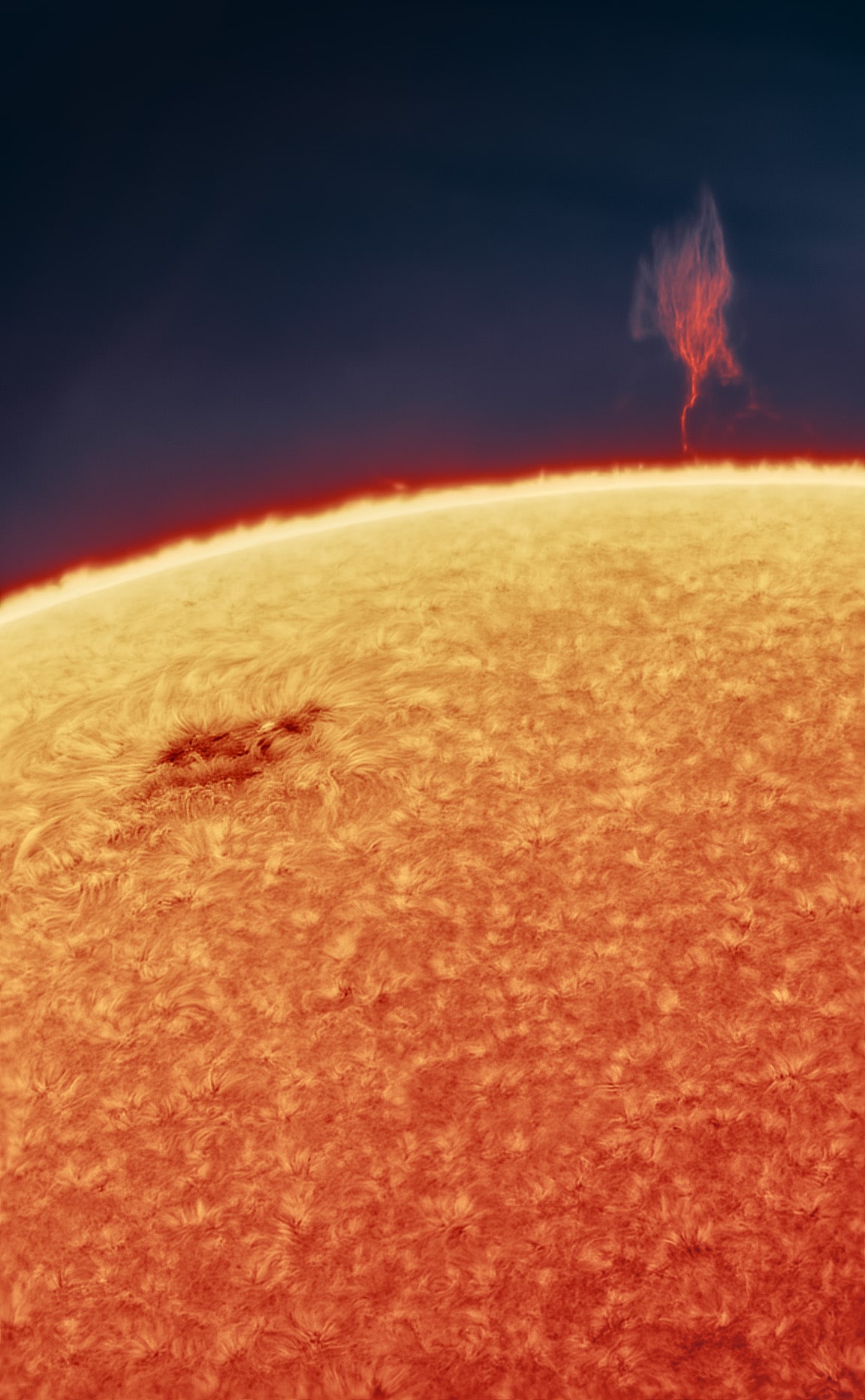 Plasma Tree on the Sun by Andrew McCarthy