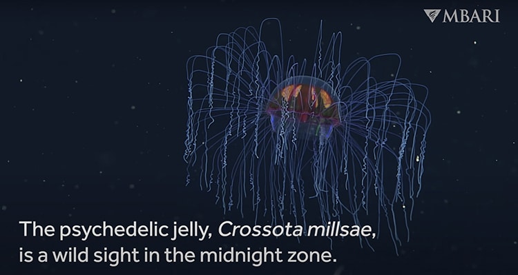 midnight zone jellyfish