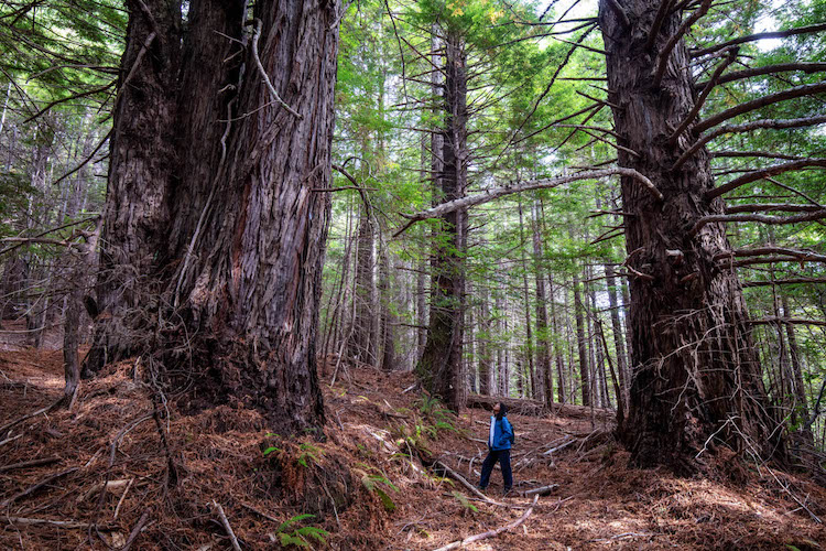 A Redwood Forest Has Been Returned to a Group of Native Tribes in Northern California