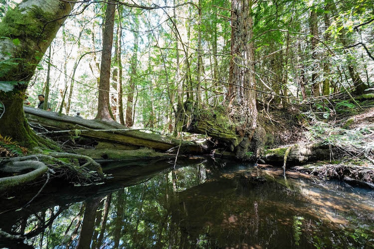 A Redwood Forest Has Been Returned to a Group of Native Tribes in Northern California