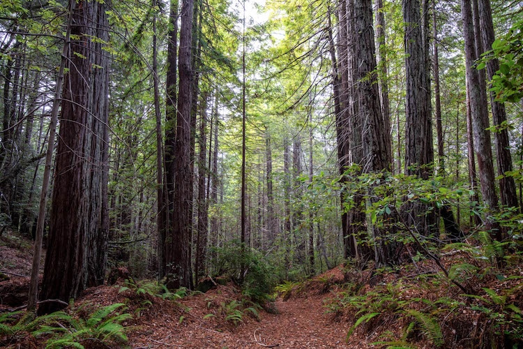 A Redwood Forest Has Been Returned to a Group of Native Tribes in Northern California