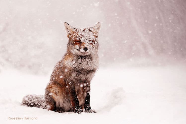 Foxes Covered in Snow by Roeselien Raimond