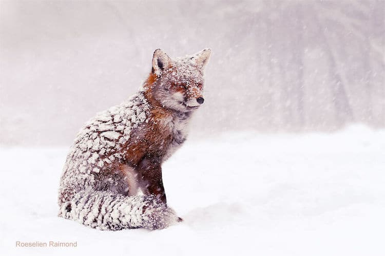 Foxes Covered in Snow by Roeselien Raimond