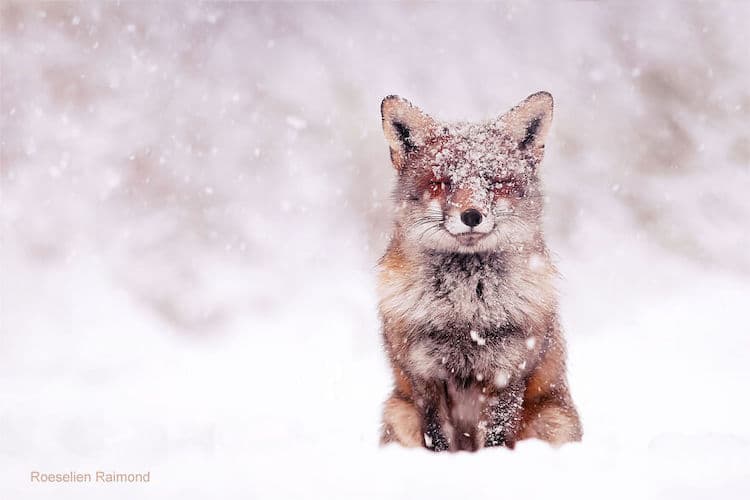 Foxes Covered in Snow by Roeselien Raimond