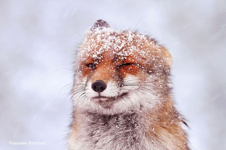 Foxes Covered in Snow by Roeselien Raimond