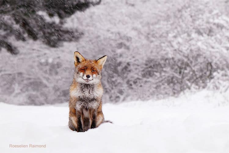 Foxes Covered in Snow by Roeselien Raimond