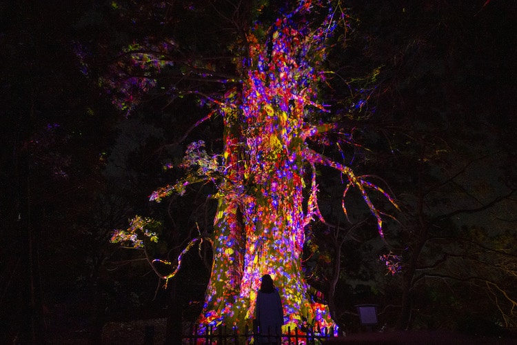 Digital Art Exhibition at the Kairakuen Gardens in Japan