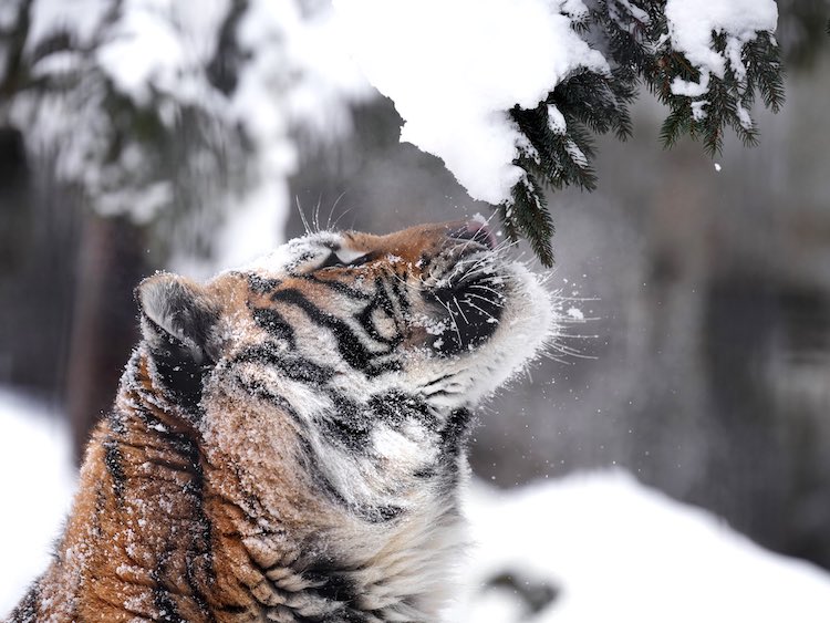 Tiger With Snow on Its Head