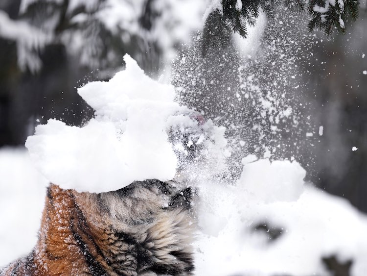 Tiger With Snow on Its Head