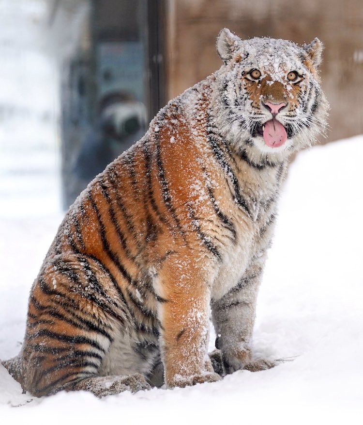 amur tiger in snow