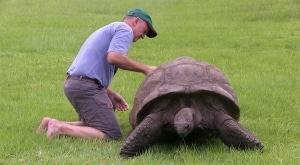 Jonathan the Giant Tortoise Turns 190 Year Old, The Oldest Tortoise Ever