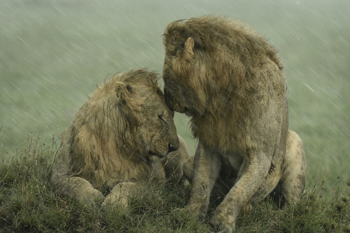Two Male Lions Nuzzling Under the Rain