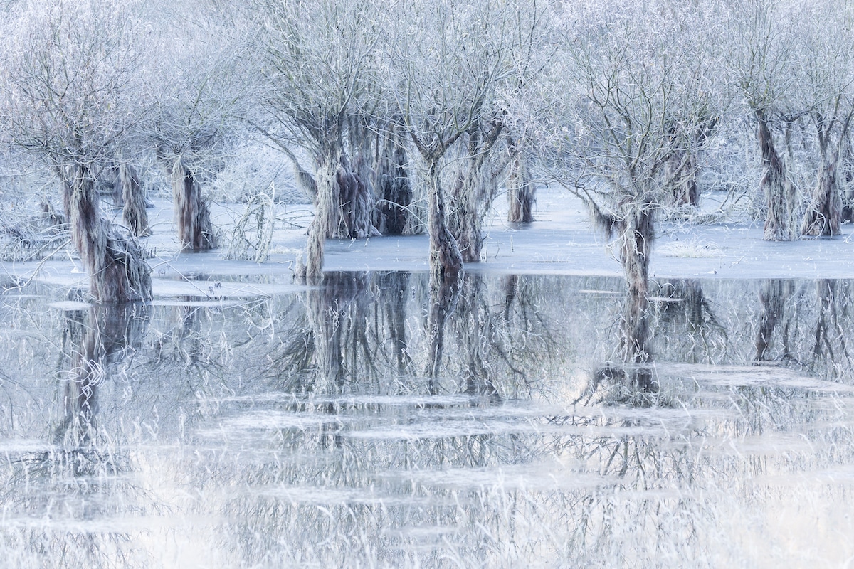 Icy Willow Trees Reflecting in a Lake