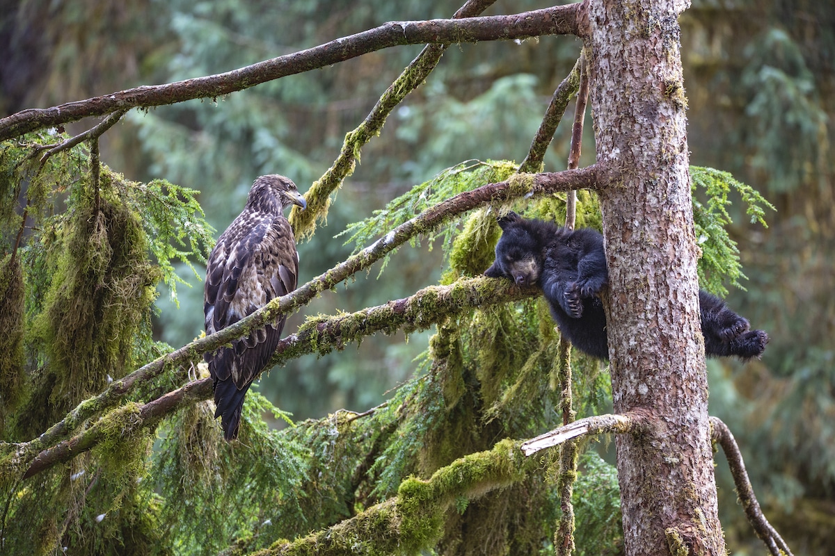 Black Bear Cub and Eagle