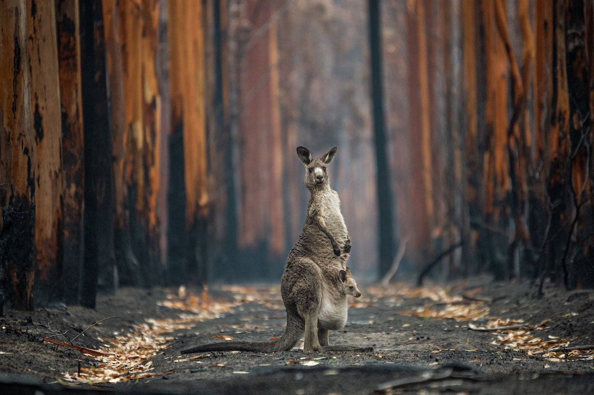 Eastern Grey Kangaroo and Her Joey