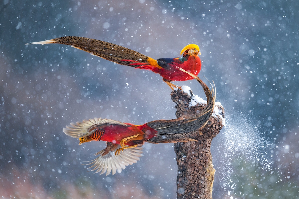 Two Male Golden Pheasants Flying Around a Tree Trunk