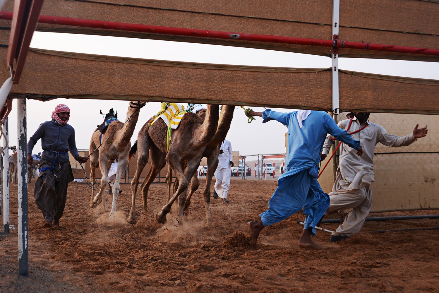 Camel Race in Sharjah